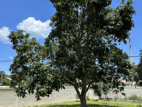Rare Kent Mango Tree