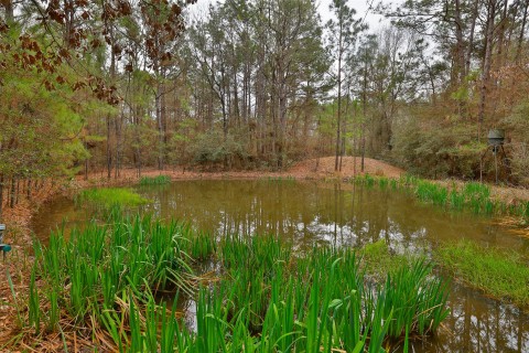 Serene pond graced with exquisite imported irises.