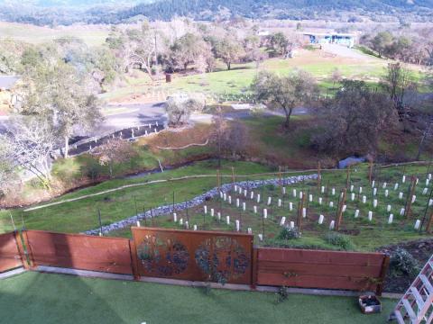 View off the back deck of the hobby vineyard.
