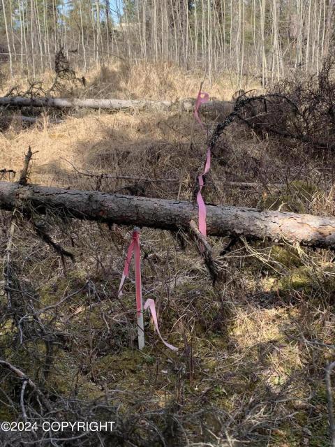 Property Line Behind Trees