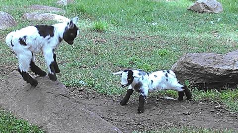 We love our baby goats!