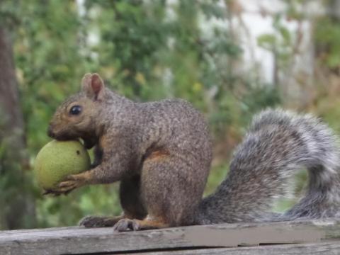 Squirrel with nut
