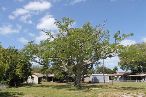  Jacaranda tree in back yard.  Shed belongs to house behind.