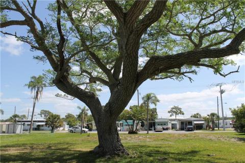 Beautiful Jacaranda tree.  Facing Cockrill St.