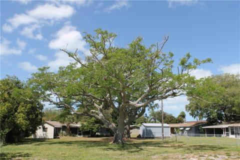  Jacaranda tree in back yard.