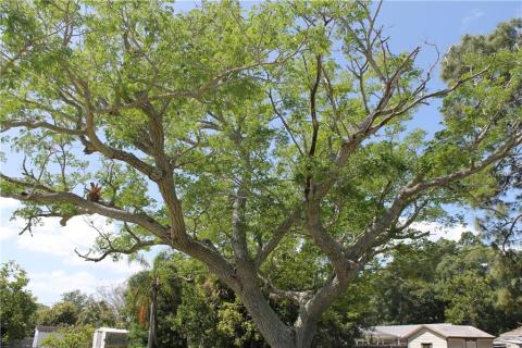  Lovely shot of Jacaranda tree in back yard.